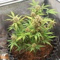 thumb of Critical Auto by WeedSeedsExpress grown by Mosquito_Haarlem_Holland